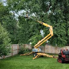 Best Utility Line Clearance  in Cotati, CA