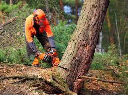 Best Tree Health Inspection  in Cotati, CA