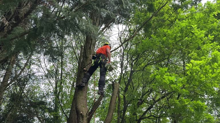 Best Hazardous Tree Removal  in Cotati, CA