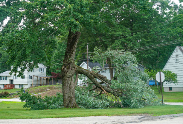 Best Tree Risk Assessment  in Cotati, CA