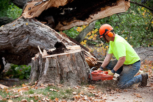 Best Lawn Grading and Leveling  in Cotati, CA