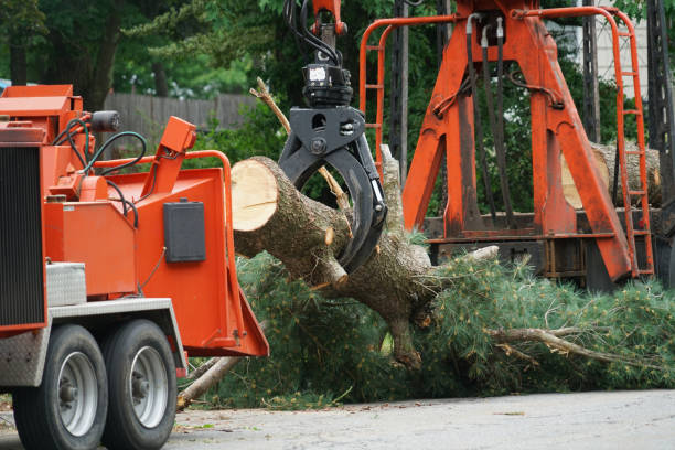 Best Storm Damage Tree Cleanup  in Cotati, CA