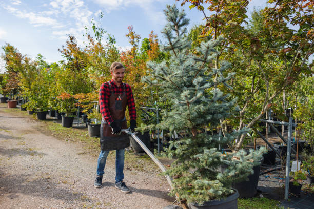  Cotati, CA Tree Services Pros