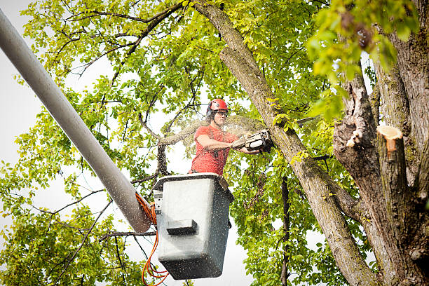 Best Tree Maintenance Programs  in Cotati, CA